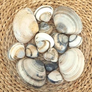 Puede incluir: Una colección de conchas marinas variadas, mostrando una gama de tamaños y patrones. Las conchas exhiben tonos blanco crema, beige y gris, con texturas rayadas y veteadas distintivas. La disposición se encuentra sobre una superficie tejida de tono natural.