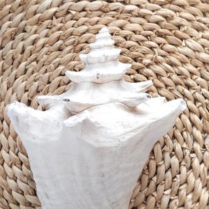 Conch Shell -  Small Natural Sea Shell