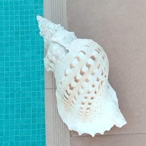 May include: A large, white seashell with a spiral pattern and brown accents. The shell is resting on a light brown surface next to a turquoise tiled area, suggesting a beach or coastal theme.