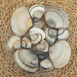 20 Muscheln (Grau): Küsten Handwerk & Wohnkultur