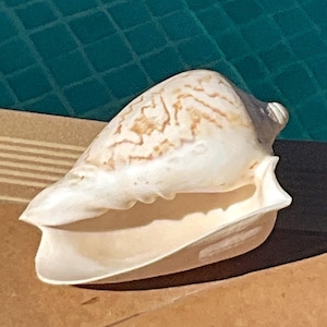 Cymbiola Nobilis-snäckskal: Vintage ädelvolutsnäckskal - Strand Boho-dekor