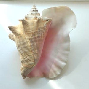 Queen Conch Shell -  Caribbean Conch Shell