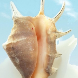 Spider Conch Shell -  Natural Sea Shell