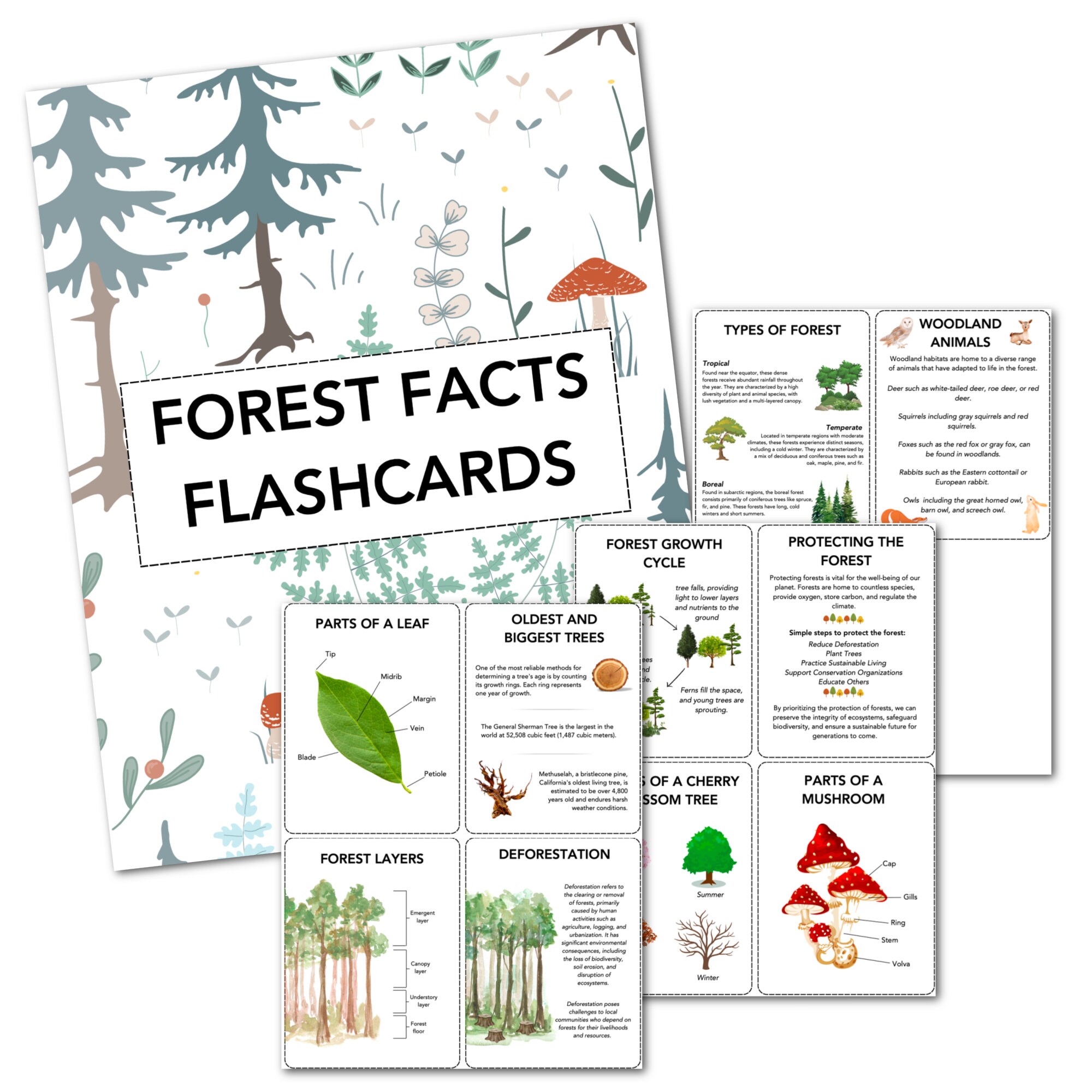 Forest Flash Cards, Homeschool, Nature Study, Botany, Science ...