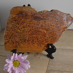 May include: A large, flat piece of petrified wood with a swirling pattern of brown and orange. The wood is on a black stand.