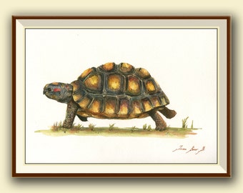 Red Footed Tortoise Etsy