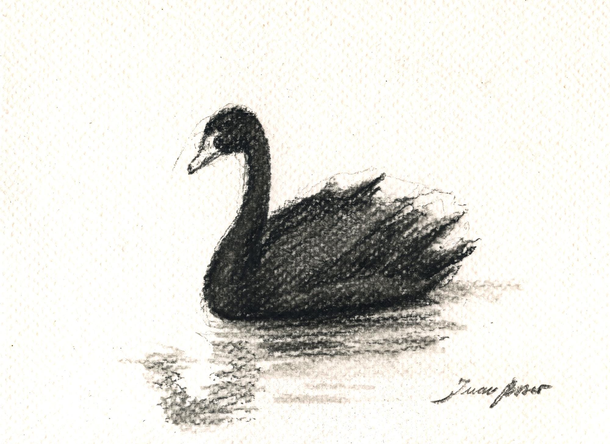 Swan Ink Drawing Original, NOT A PRINT - Swan Art, Black Swan Ink Sketch, Minimalist ...