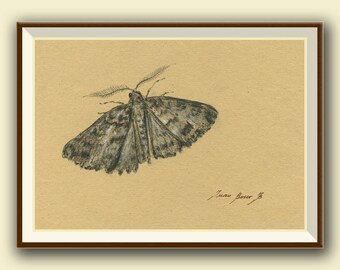 Moth drawing - moth artwork  - insect art drawing  print painting art wall moth print -Art by Juan Bosco