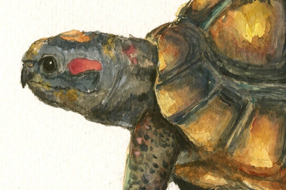 Print Red Footed Tortoise Tortoise South America Turtle Etsy