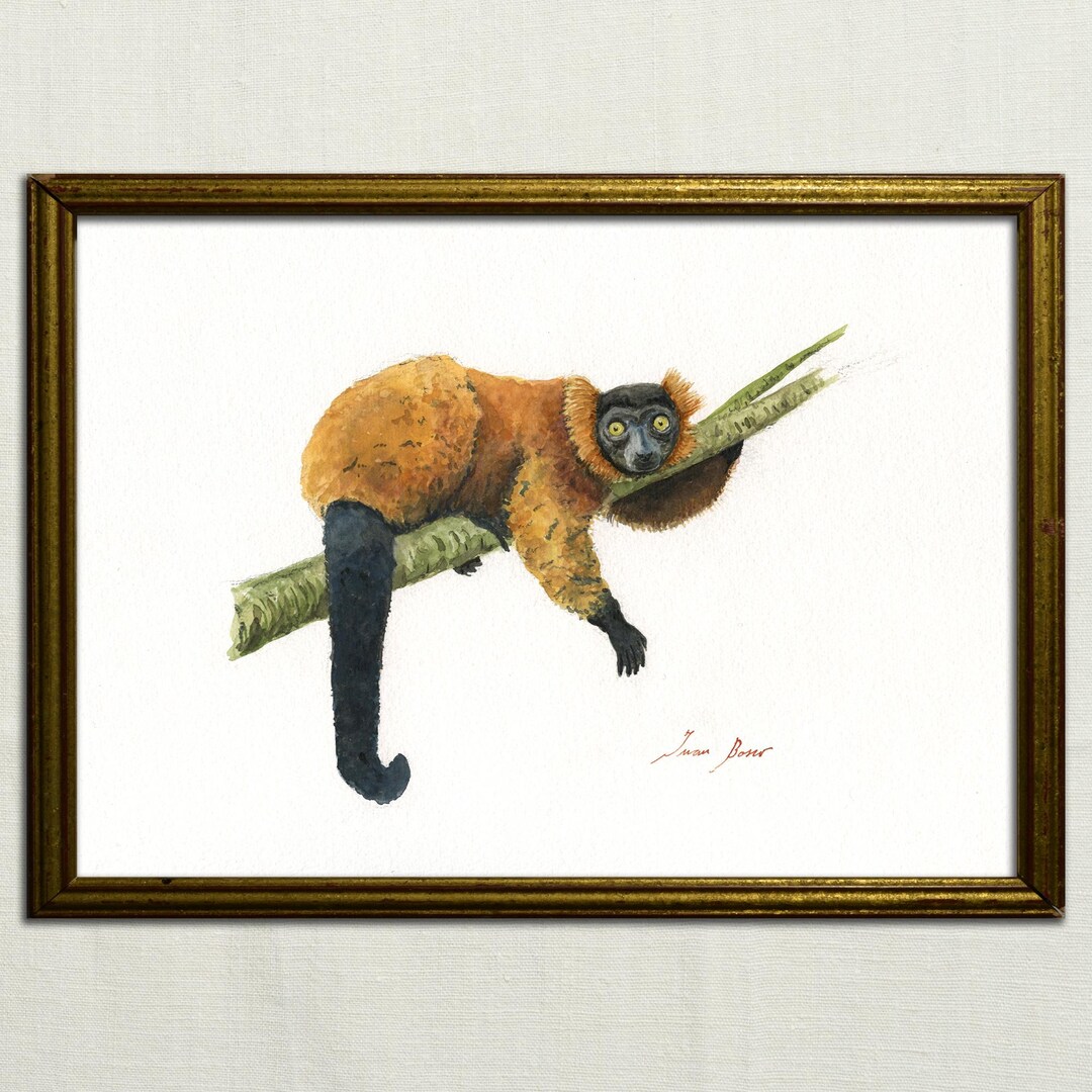 プリント - アカエリマキキツネザルの動物、キツネザルの絵画