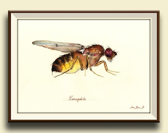 PRINT-Drosophila melanogaster Fly flies art print watercolor  -Art Print by Juan Bosco