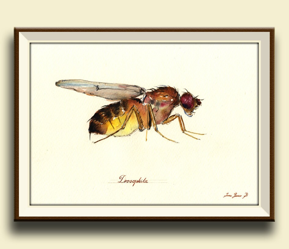 PRINTDrosophila melanogaster Fly flies art print watercolor Etsy