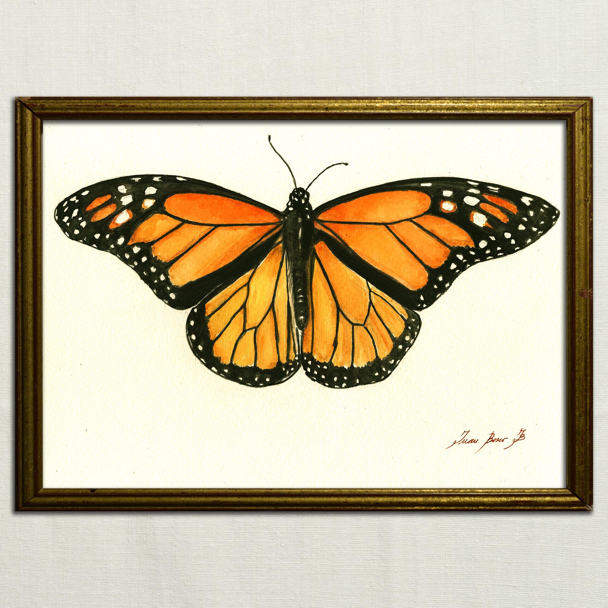 Print-monarch Butterfly - Insect Art Drawing Print Watercolor Painting ...