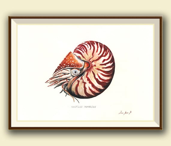 Print Chambered Nautilus Nautilus Pompilius Pearly Fossil Etsy