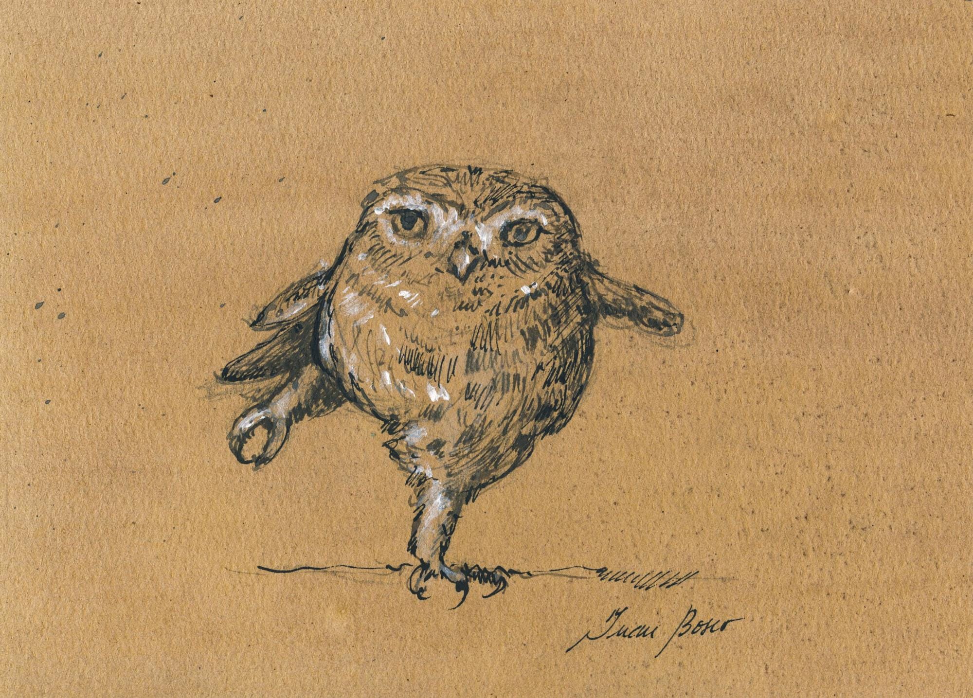 フクロウの絵 フクロウの絵