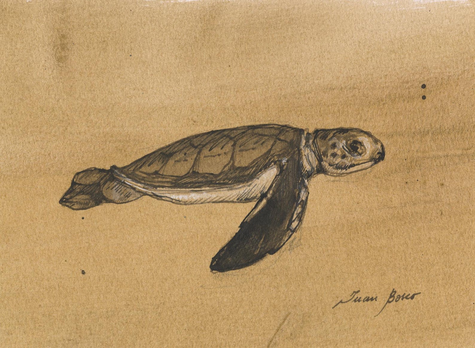 Original, NOT A PRINT - Sea Turtle Art, Minimalist Turtle Drawing ...