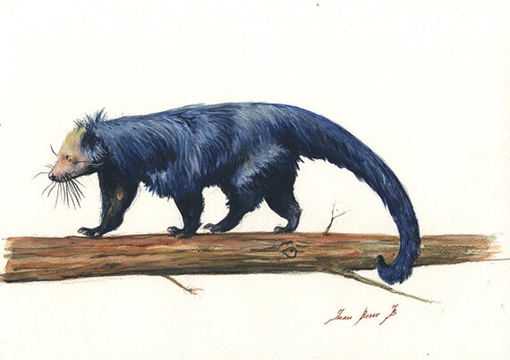 PRINT Binturong Animal Bearcat Watercolor Painting Forest Art Nursery  Forest Animal Decor Art Print by Juan Bosco - Etsy Sweden