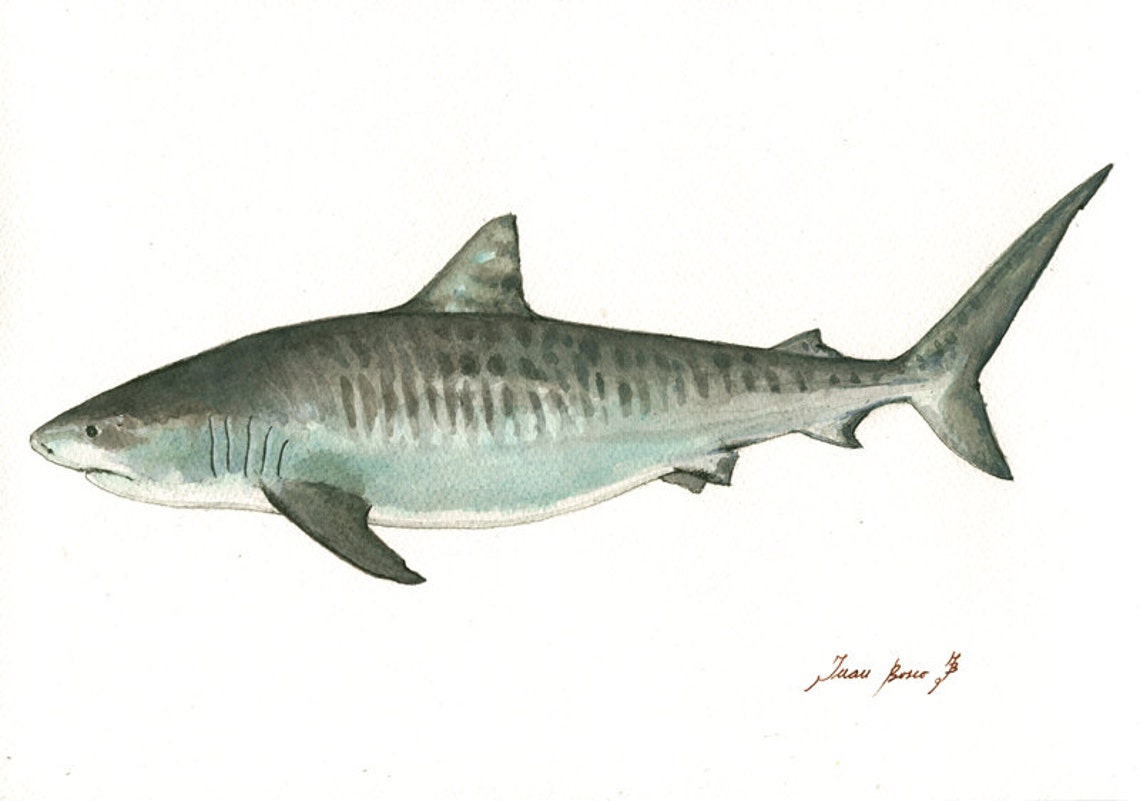 PRINT Tiger Shark Print Shark Painting Art Print Shark - Etsy