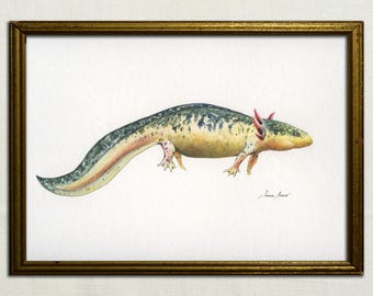 Axolotl Mexican salamander, Mexican Walking fish, Axolotl watercolor, Axolotl print watercolor painting art wall,Art by Juan Bosco