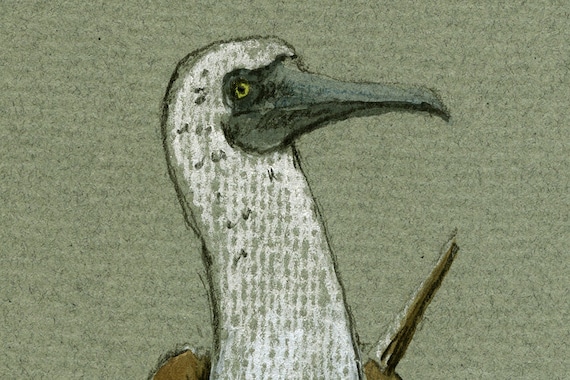 Print Fou à Pieds Bleus Fous Oiseau Impression Peinture Aquarelle Art Murale Oiseau Oiseaux De Mer Art Print Par Juan Bosco