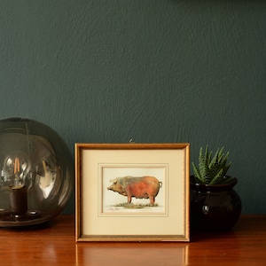 PRINT -Black iberian pig, cerdo iberico, jamon pig, iberian pig art, iberian pig painting, iberian pig watercolor, spanish pig Art