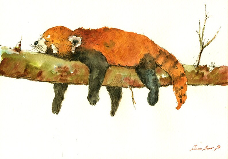 Красная панда рисунок акварелью