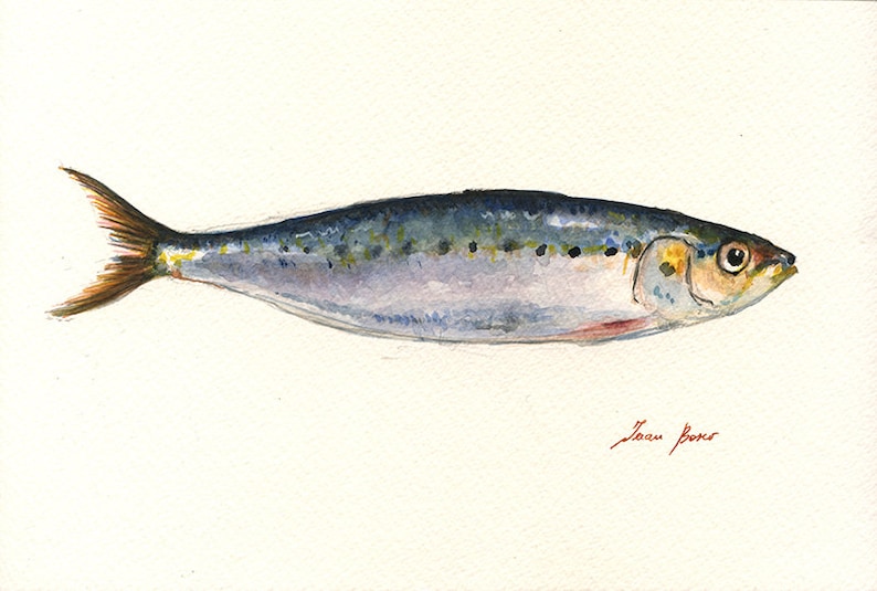 Sardine fish watercolor pilchard print sardine art wall Etsy