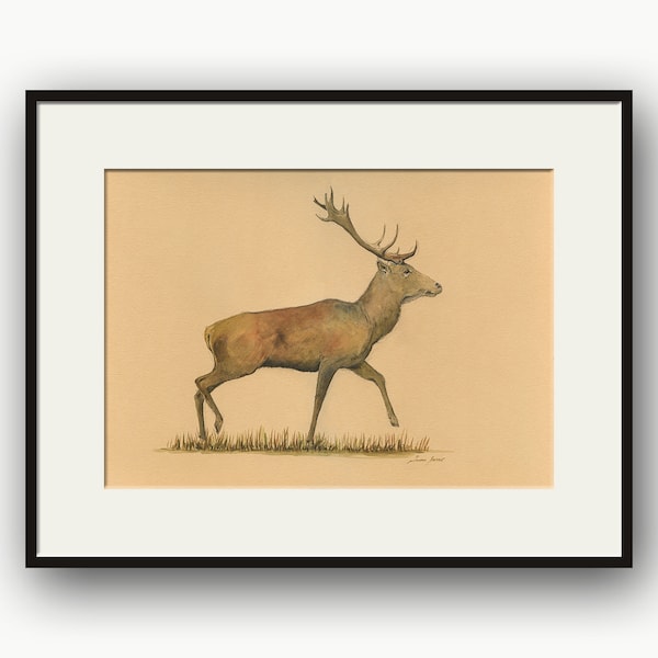 Rothirsch Aquarellmalerei, Cervus elaphus, Hirsch Illustrationszeichnung, wilder Rothirsch Dekorationsmalerei, Tierdekoration von Juan Bosco.