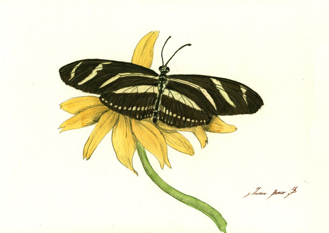 Zebra Longwing Butterfly Insect Art Drawing Print Watercolor Etsy