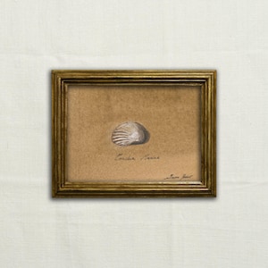 May include: A framed watercolour painting of a seashell with the text "Concha Marina" and the artist's signature "Jean Jauss" in the bottom right corner.