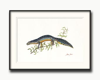 May include: Watercolor painting of a blue and orange salamander with black spots, perched on a green branch. The artwork is framed in black.