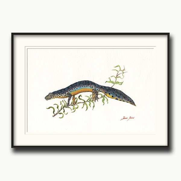 Alpines Newt Aquarell, Salamander Druck, Newt Salamander Kunst Wand, Newt Art, Newt Salamander Malerei Kunst, Amphibien Tier von Juan Bosco