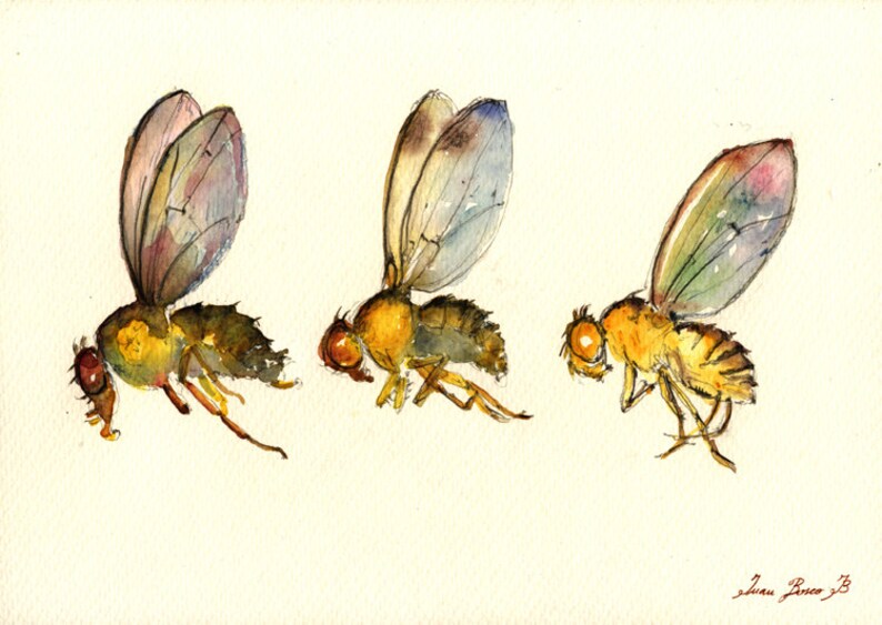 PRINTDrosophila melanogaster Fly flies art print watercolor Etsy
