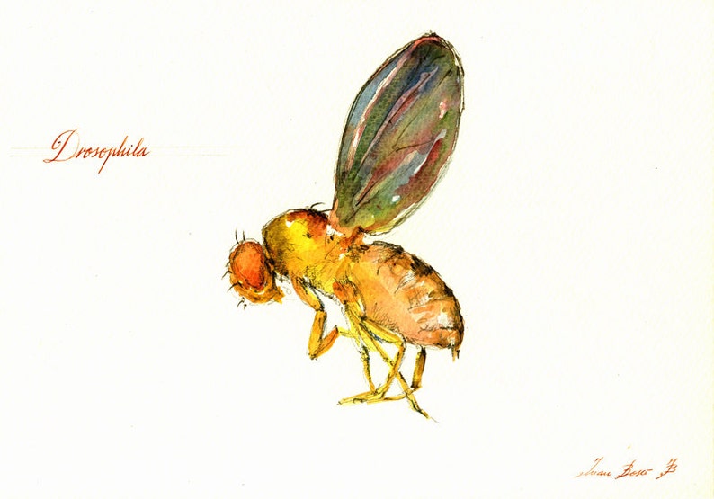 Printdrosophila Melanogaster Print fly Flies Art Print Etsy