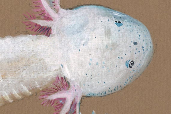 Je veux un axolotl ! - Blog