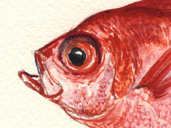 【在庫処分】 プリント - 金目鯛、真鯛、金目鯛の水彩画、魚のアート、真鯛の 絵画