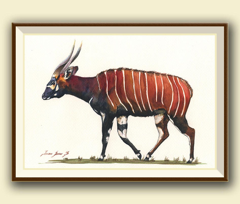 Bongo Animal - Etsy Bongo Animal - Etsy