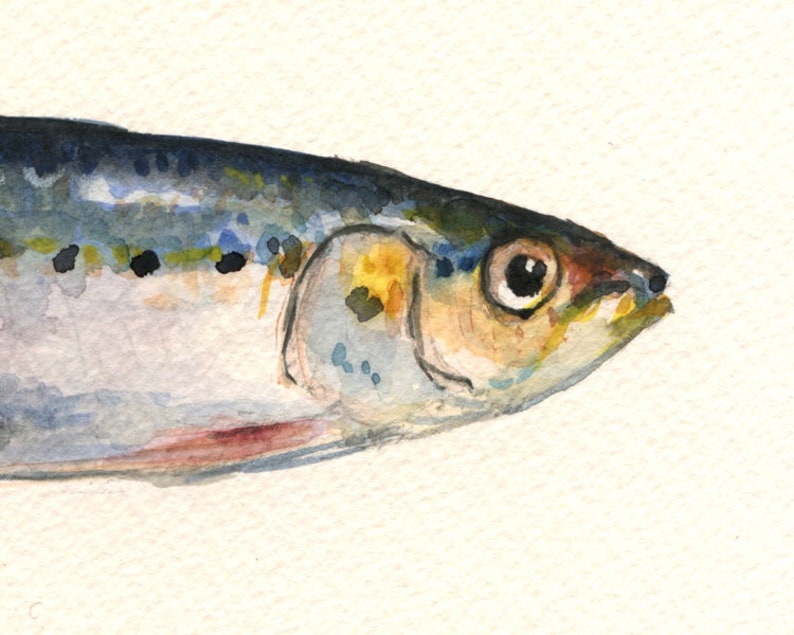 May include: Watercolor painting of a silver, blue, and yellow fish with a black eye. The fish is painted in a realistic style.