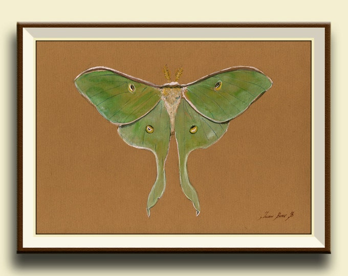 Print-luna Moth - Actias Luna Moth - Insect Art Drawing Print ...