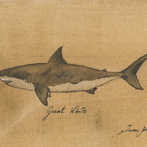 May include: A black and white drawing of a Great White shark on a brown paper background. The drawing is signed "Juan Boris" in the bottom right corner.