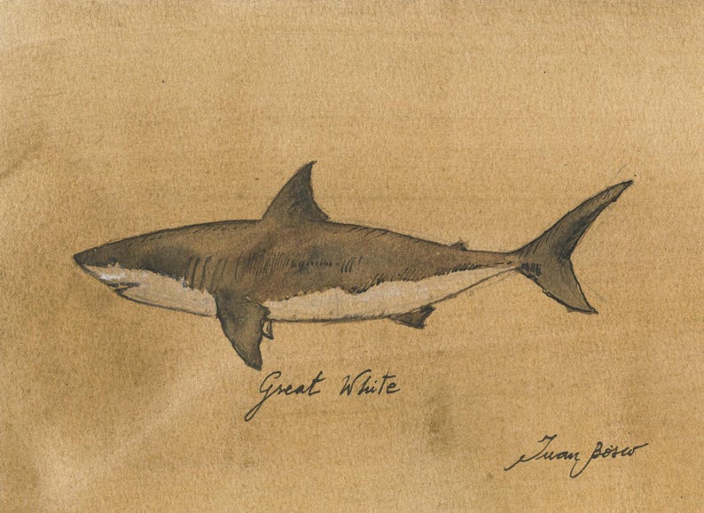 May include: A black and white drawing of a Great White shark on a brown paper background. The drawing is signed "Juan Boris" in the bottom right corner.