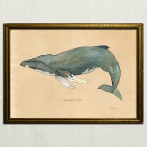 Acquerello su carta raffigurante una megattera, Megaptera novaeangliae, illustrazione di una balena, carta antica, mammiferi marini di Juan Bosco