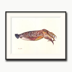 プリント - 金目鯛、真鯛、金目鯛の水彩画、魚のアート、真鯛の