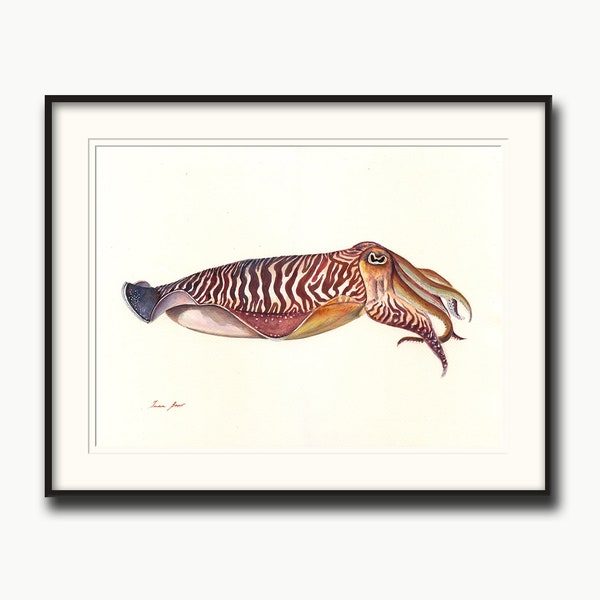 Cuttlefish painting, cuttlefish watercolor, cuttlefish print, squid art, squid painting, fish print, fish art, fishing art by Juan Bosco