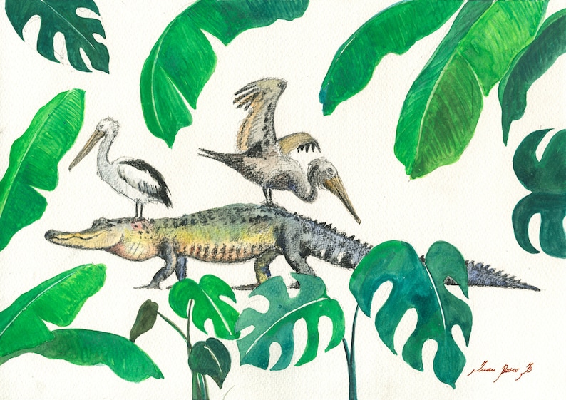Op de afbeelding: Een aquarel van een krokodil met twee pelikanen die op zijn rug zitten. De krokodil loopt door een jungle-sc&egrave;ne met grote groene bladeren.