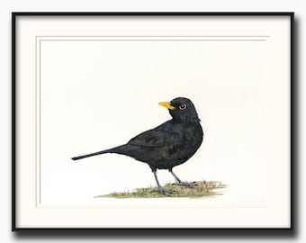Blackbird watercolor, blackbird print, blackbird painting, bird art, thrush birds, songbirds print, bird print-  Art Print by Juan Bosco