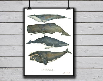 POSTER PRINT - Whales - Blue Sperm Humpback & Right Whale species - whale nursery Ocean watercolor Poster - nautical decor -by Juan Bosco