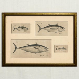 Tuna watercolor on paper painting, Bigeye tuna drawing, Longfin tuna artwork, Albacore, Thunnus illustration, Bluefin tuna by Juan Bosco
