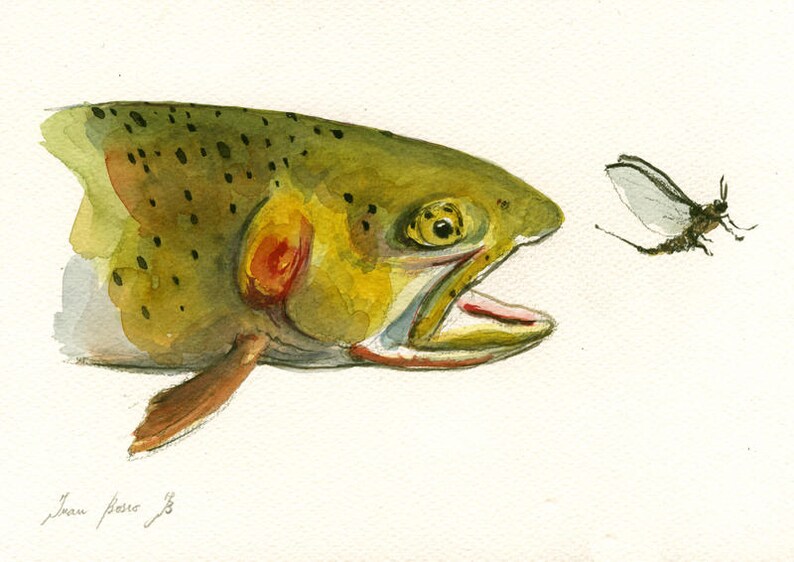 Printcutthroat Trout Fish Eating Mayfly fly Fishing River Etsy