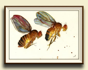 PRINT-Drosophila melanogaster print -Fly flies art print watercolor - insect illustration home decor - scientific - Art Print by Juan Bosco